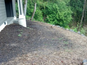 BEFORE - Dry Creek Bed