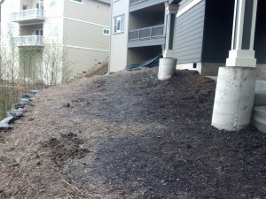 Dry Creek Bed Before